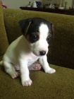 tata jack russell terira.