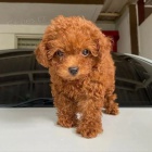 toy pudla
