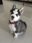 sibiskho huskyho