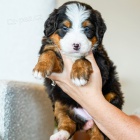 tata Bernedoodle.