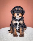 tata Bernedoodle