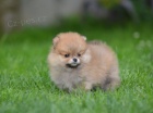 Pomeranian BOO tata