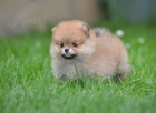 Pomeranian BOO tata