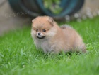 Pomeranian BOO tata