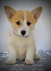 Welsh Corgi Pembroke tata