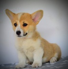 Welsh Corgi Pembroke tata