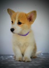 Welsh Corgi Pembroke tata