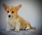 Welsh Corgi Pembroke tata