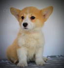 Welsh Corgi Pembroke tata