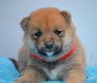 Shiba Inu tata