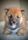 Shiba Inu tata