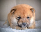 Shiba Inu tata