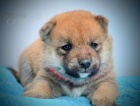 Shiba Inu tata