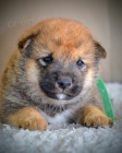 Shiba Inu tata