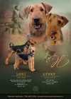 Prodm tata airedale terrier ( erdelterrier)