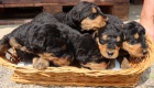 Prodm tata airedale terrier ( erdelterrier)