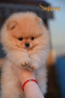 Pomeranian BOO tata