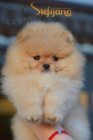 Pomeranian BOO tata