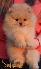 Pomeranian BOO tata
