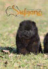Pomeranian BOO tata