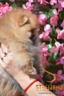 Pomeranian BOO tata