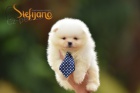 Pomeranian BOO tata