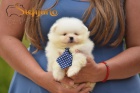 Pomeranian BOO tata
