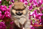 Pomeranian BOO tata