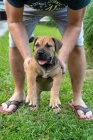 Jihoafrick mastif  Boerboel tata