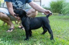 Jihoafrick mastif  Boerboel tata