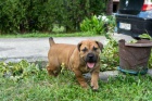 Jihoafrick mastif  Boerboel tata
