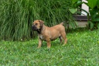 Jihoafrick mastif  Boerboel tata