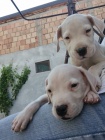Argentinsk doga tata
