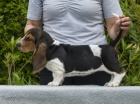 Basset Hound