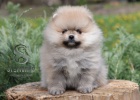 Pomeranian BOO tata