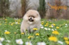 Pomeranian BOO tata