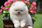 Pomeranian BOO tata