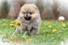 Pomeranian BOO tata