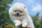 Pomeranian BOO tata