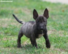 Mini bulterir tata