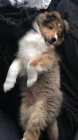 tata sheltie k adopci