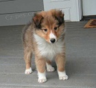 tata sheltie k adopci