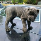 Italsk corso pes (Cane Corso Italiano)