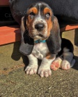 tata Basset hound