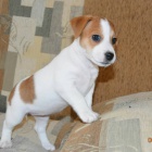 jack russell terira.