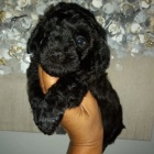 ernho Toy pudla