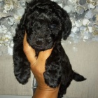 ernho Toy pudla