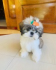tata SHIH TZU