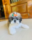 tata SHIH TZU