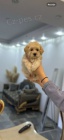 Maltipoo tata na prodej